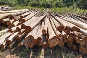 中国木业百科全书 木材种类名称与木业产品技术知识大全 中木商网